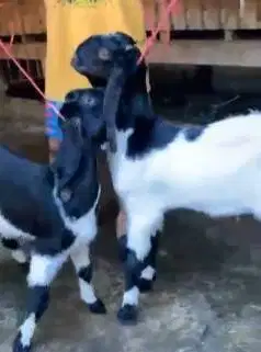 2 pasang bakalan kambing etawa 5-6 bln TB 60-65cm 2 jantan 2 betina ok