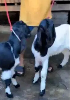 2 pasang bakalan kambing etawa 5-6 bln TB 60-65cm 2 jantan 2 betina ok