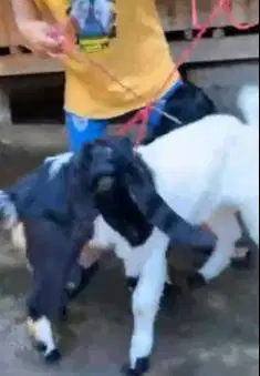 2 pasang bakalan kambing etawa 5-6 bln TB 60-65cm 2 jantan 2 betina ok