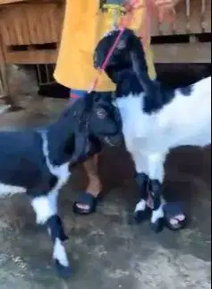 2 pasang bakalan kambing etawa 5-6 bln TB 60-65cm 2 jantan 2 betina ok