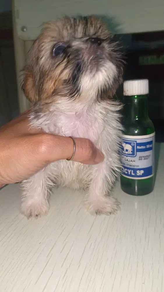 Jual Mini Shih Tzu