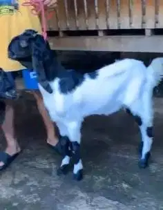 2 pasang bakalan kambing etawa TB 60-65cm 5-6 bln 2 jantan 2 betina ok