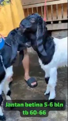 2 pasang bakalan kambing etawa TB 60-65cm 5-6 bln 2 jantan 2 betina ok