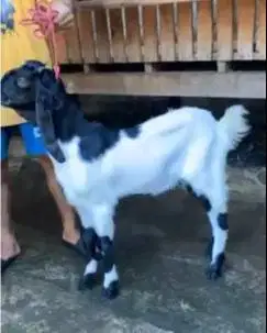 2 pasang bakalan kambing etawa 2 jantan 2 betina TB 60-65cm 5-6 bulan