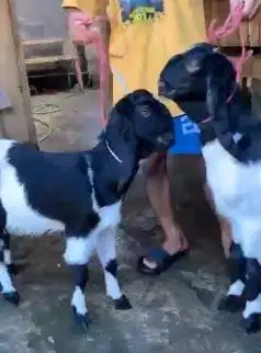 2 pasang bakalan kambing etawa TB 60-65cm 5-6 bln 2 jantan 2 betina ok