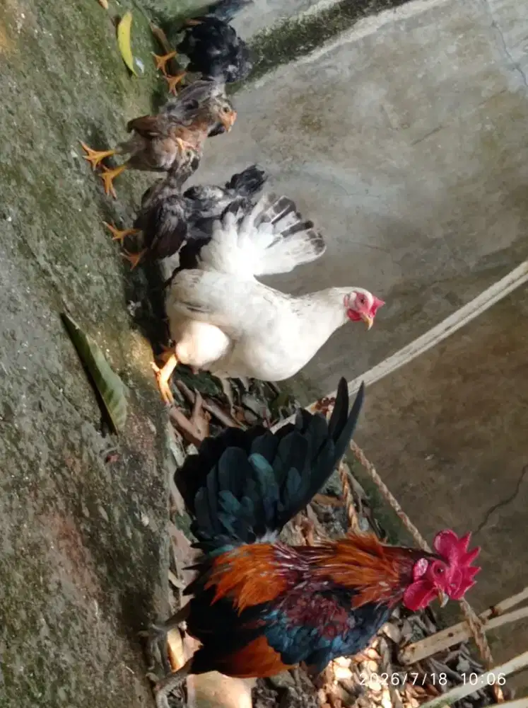 Ayam Kate Sepasang bawa anak