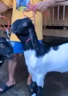 2 pasang bakalan kambing etawa TB 60-65cm 5-6 bln 2 jantan 2 betina ok