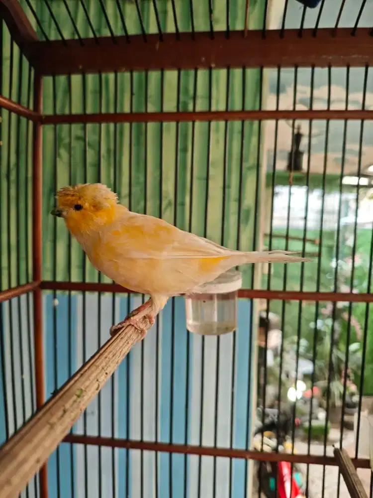 Kenary gloster jambul