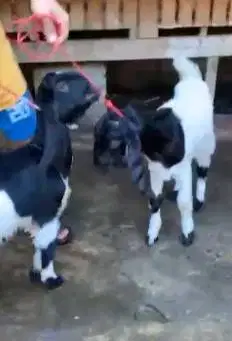 2 pasang bakalan kambing etawa 2 jantan 2 betina TB 60-65cm 5-6 bulan