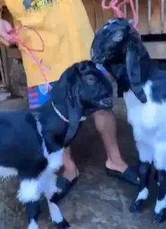2 pasang bakalan kambing etawa 5-6 bln TB 60-65cm 2 jantan 2 betina ok