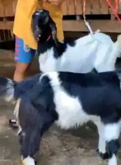 2 pasang bakalan kambing etawa 2 jantan 2 betina 5-6 bln TB 60-65cm ok