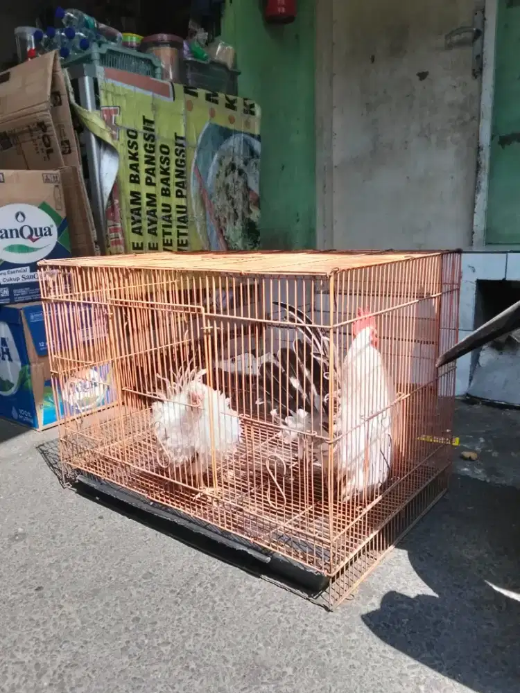 Sepasang Ayam Kate cabo BT mulus