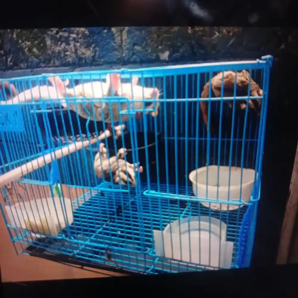 Jual cepat sugar glider dewasa