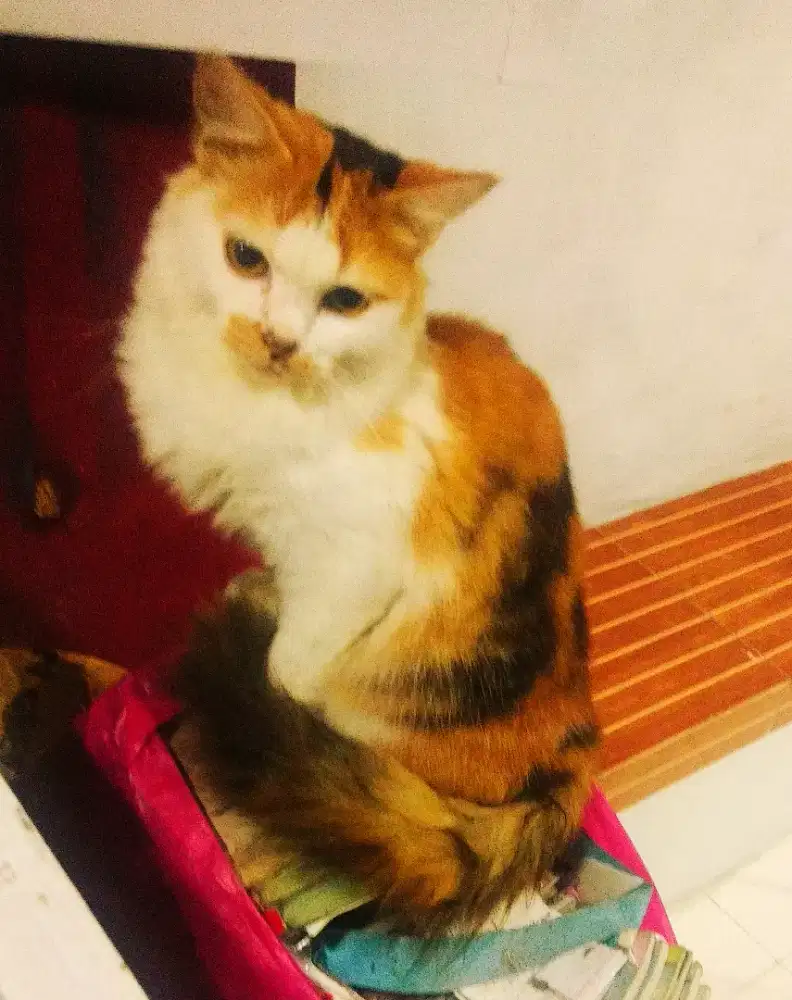 Kucing persia calico betina bersih sehat longhair 4bln