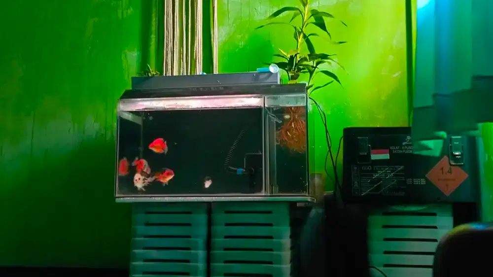 AQUARIUM 60X30X30
