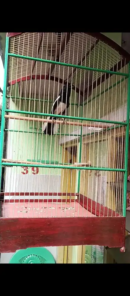 burung kacer gacor onfire ngobra