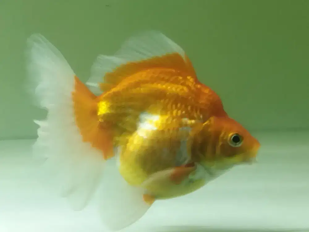 Ikan koki ryukin
