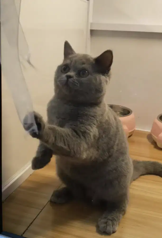 Kucing BSH ( British Short Hair )