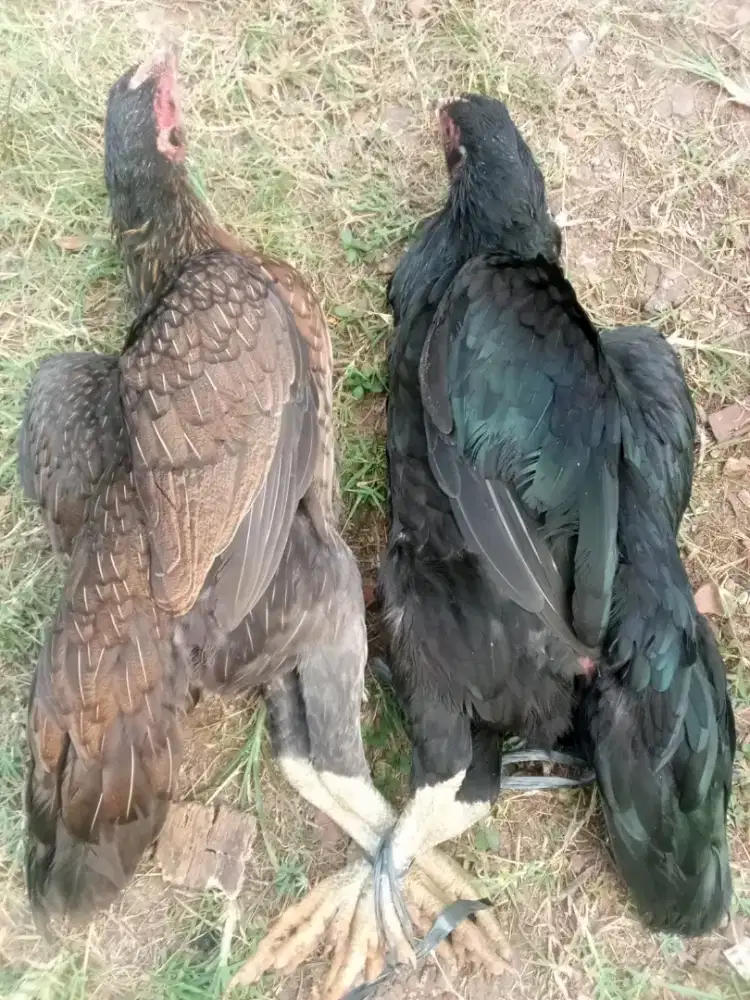 Ayam kampung biang lg nelor