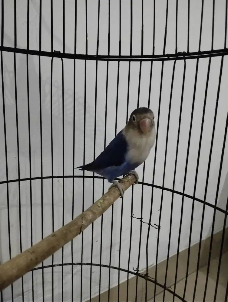 Burung Lovebird