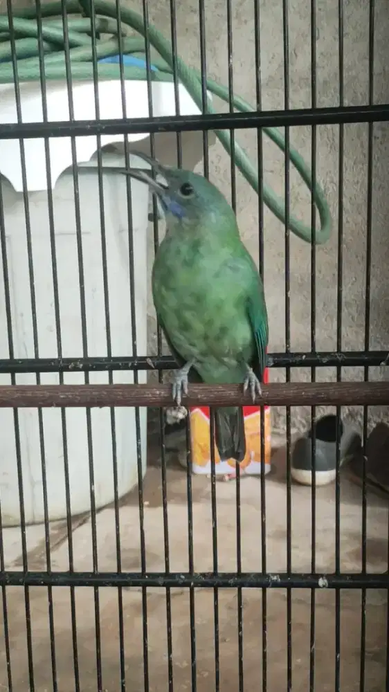 Betina muda cucak cungkok kepala abu