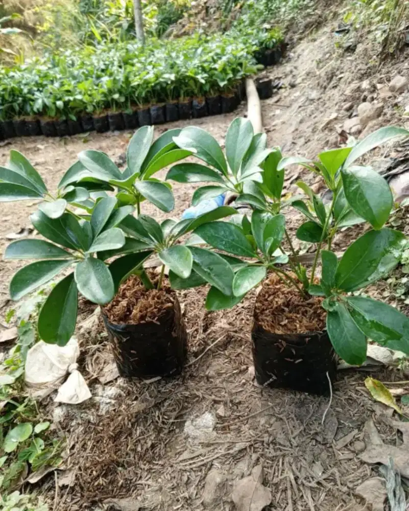 Tanaman Walisongo Hijau
