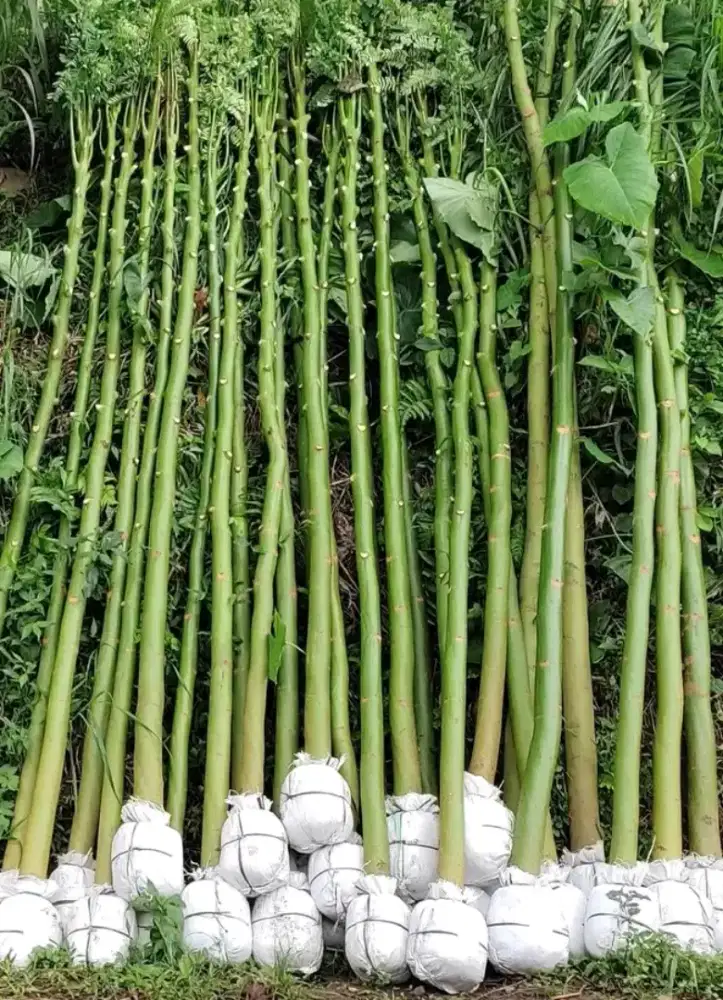 Tanaman Solubium Tinggi 4 meter