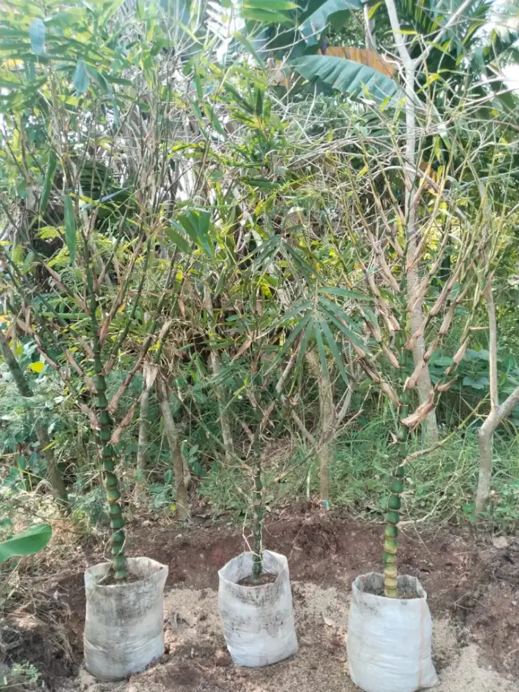 Tanaman Bambu Budha