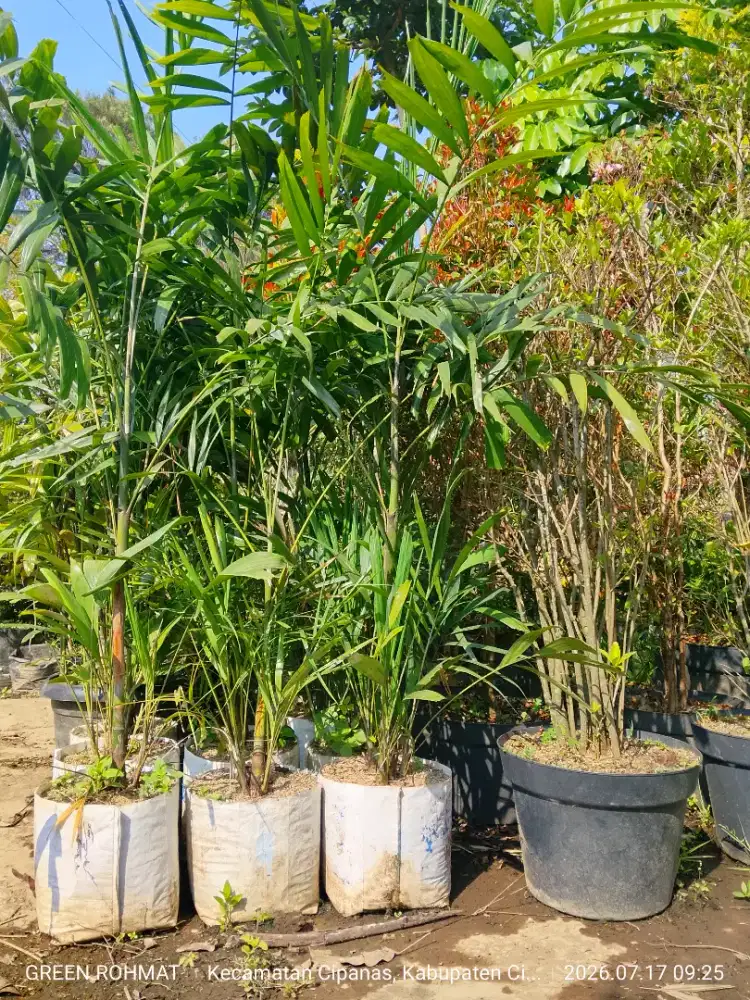 Tanaman Palem Jepang