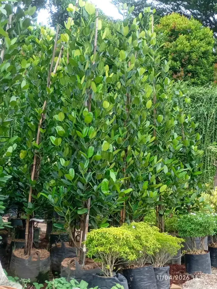 Tanaman Granesia 2 meter