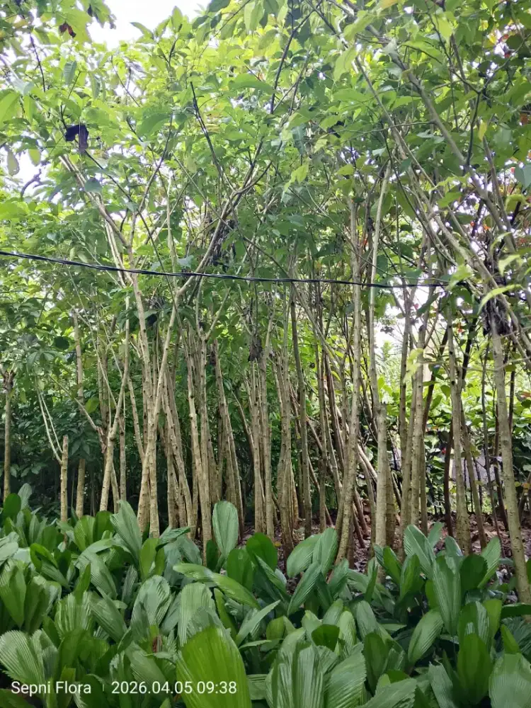 Tanaman Tabebuya kuning tinggi 3 meter