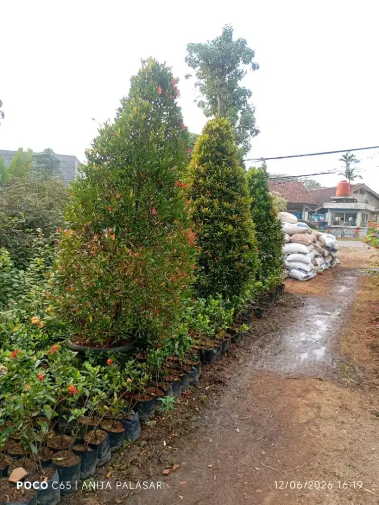 pucuk merah rimbun ( 2 meter )