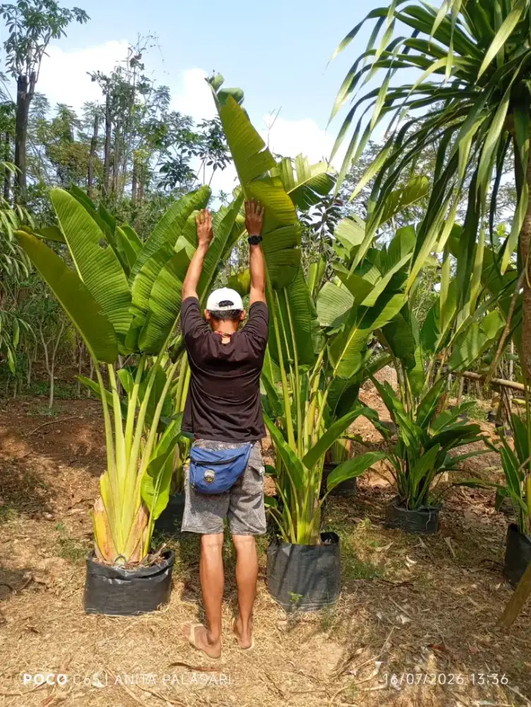 Tanaman Pisang Kipas tinggi 2 meter