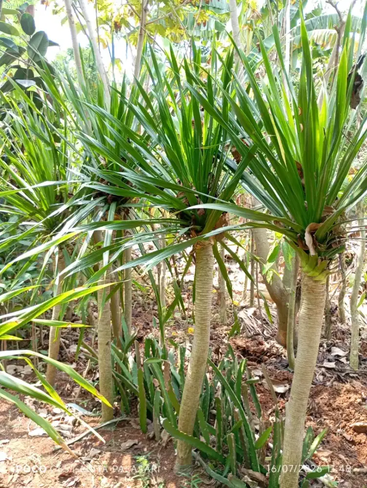 Tanaman Pandan Bali