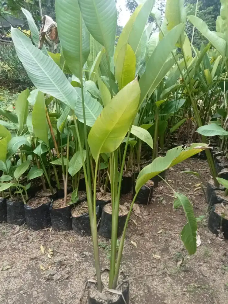 Tanaman pisang karibay