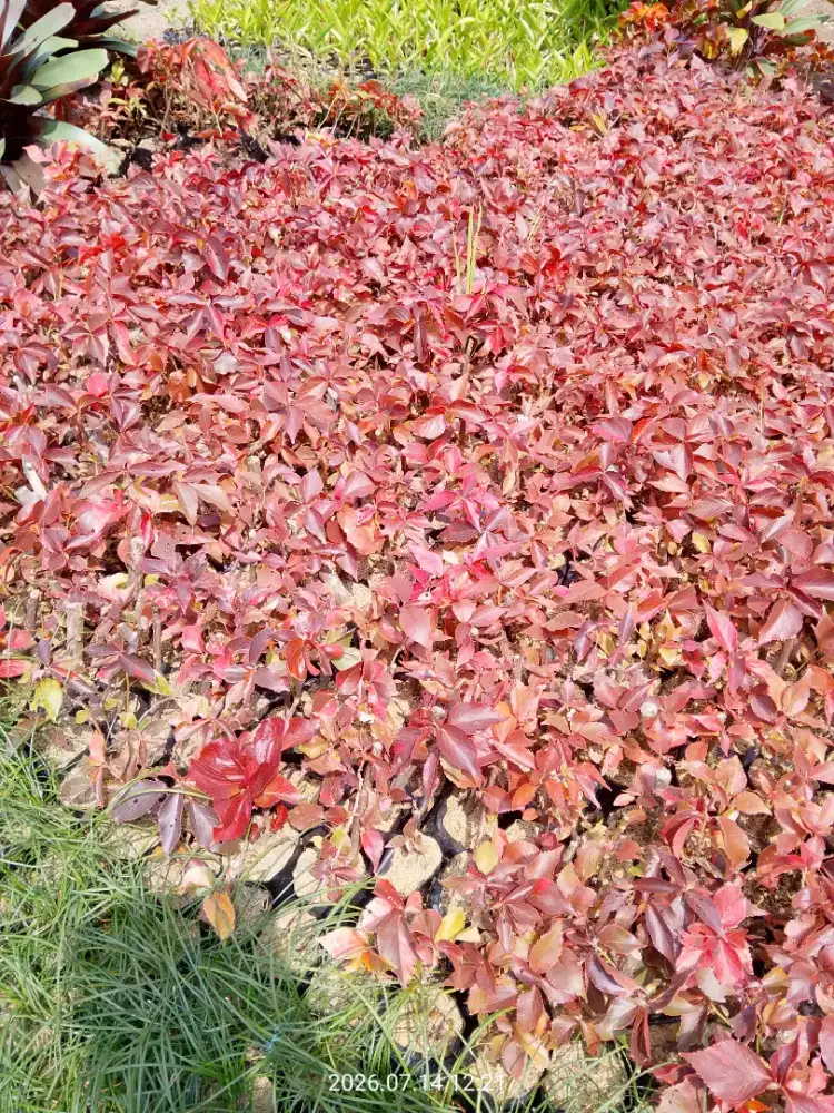 Tanaman. Akalipah merah
