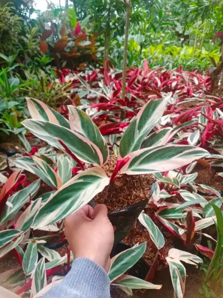 Tanaman maranta bali