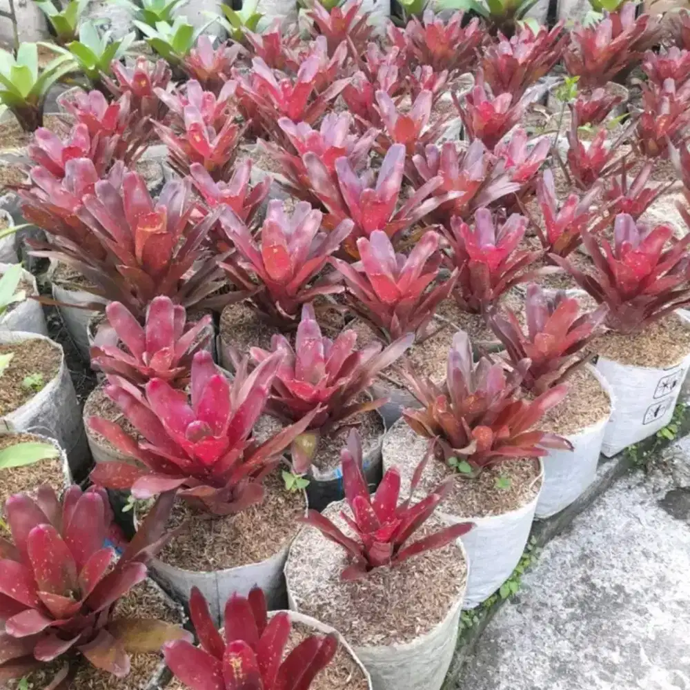 Tanaman bromelia mini merah