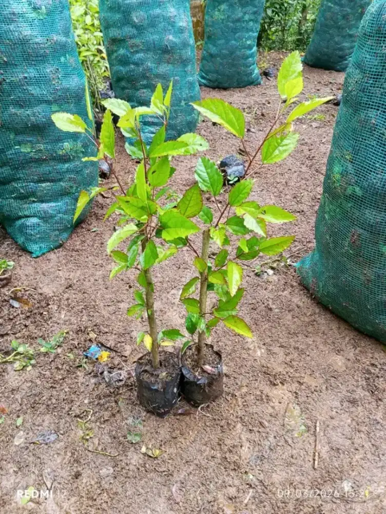 Tanaman bunga sepatu