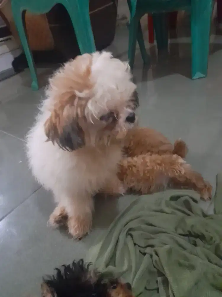 Di jual anjing shih tzu betina