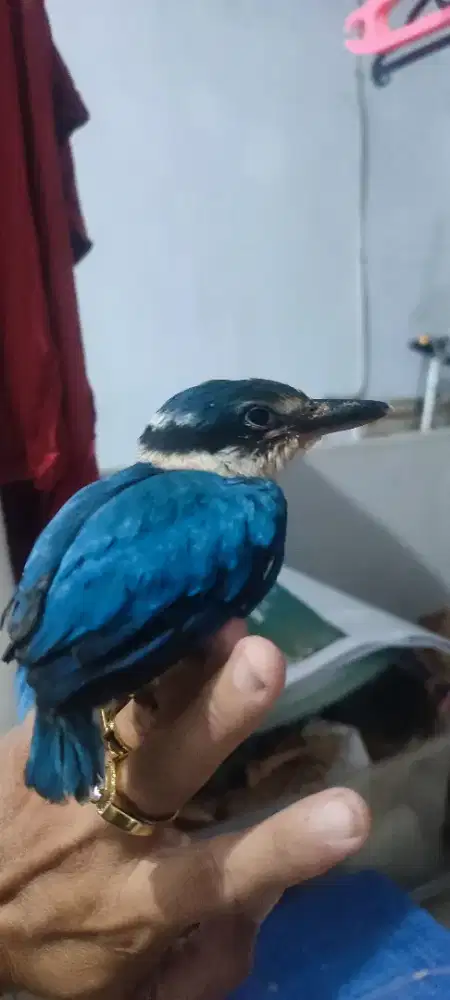 Anakkan t.udang