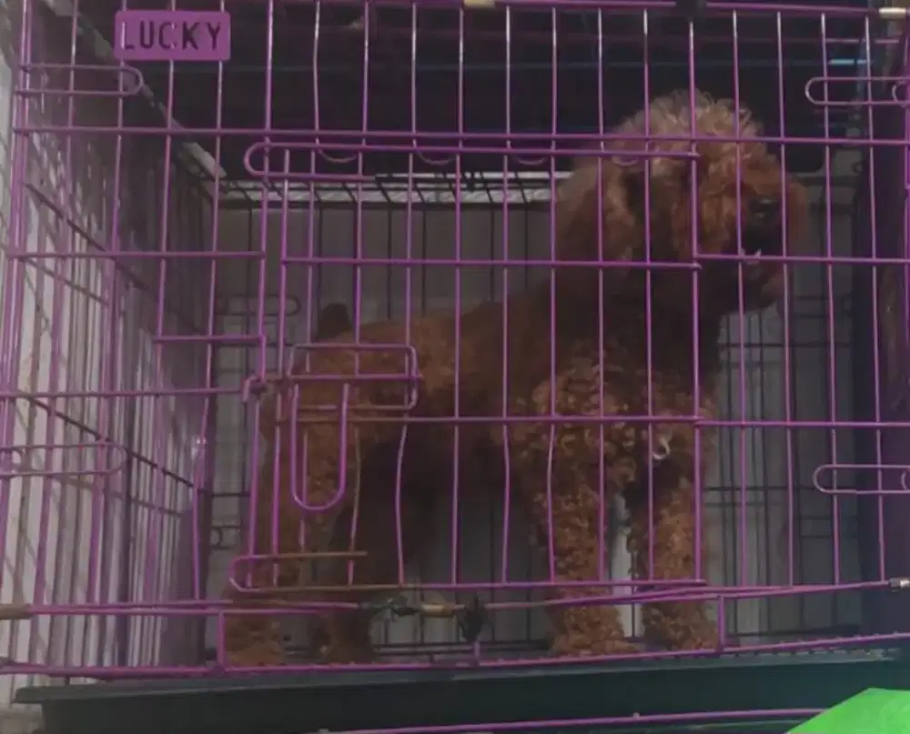 Anjing poodlee coklat