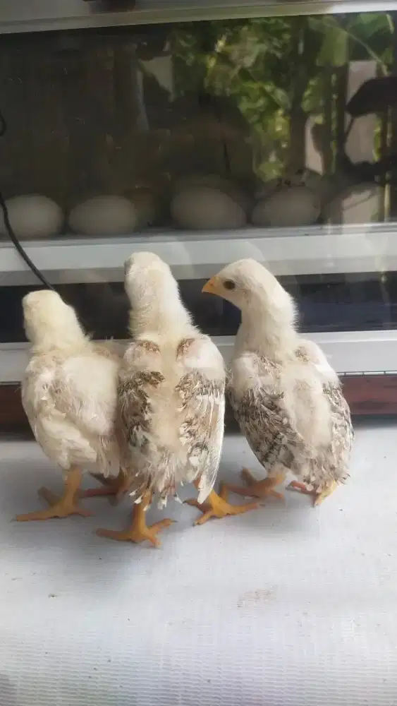 Anak ayam ekor lidi ekor super panjan