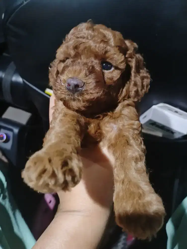 Anjing Red Poodle Betina usia 1 bulanan