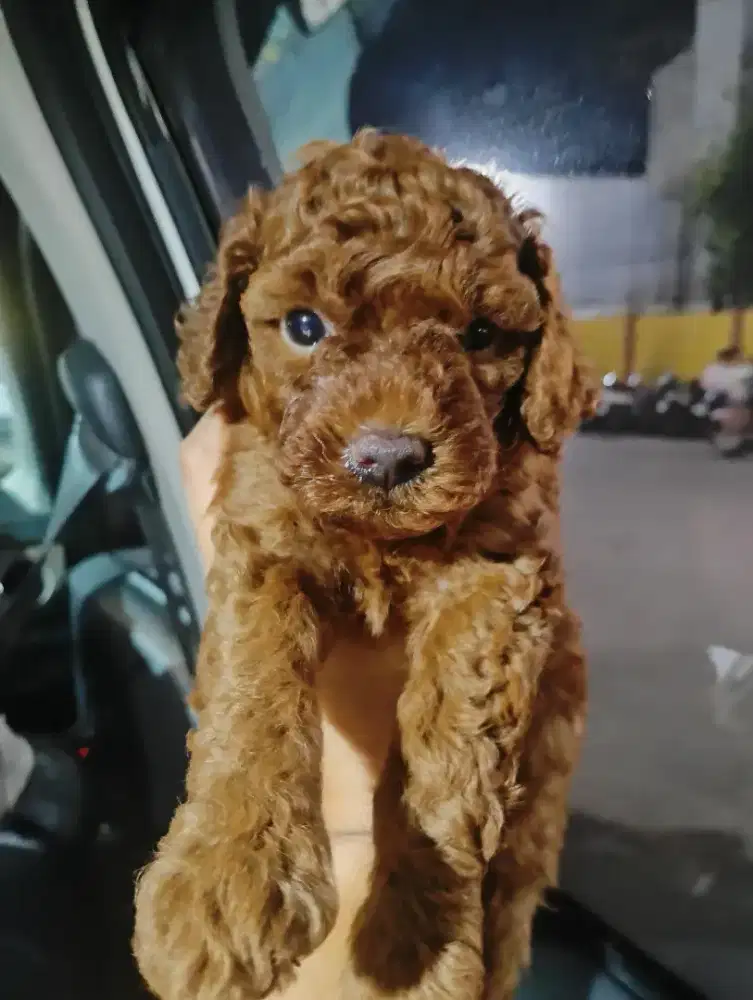 Anjing Poodle Pure betina 1 bulan