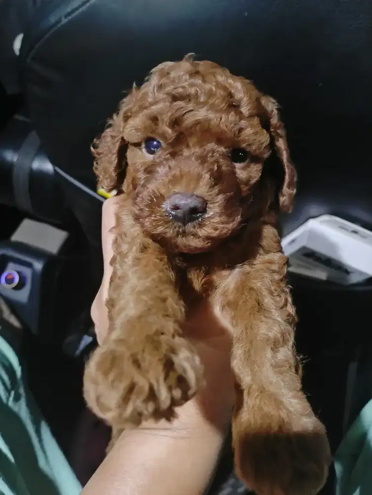 Anjing Poodle usia 1 bulanan Betina lucu