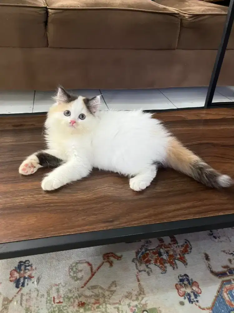 Kitten Betina 2,5 bulan