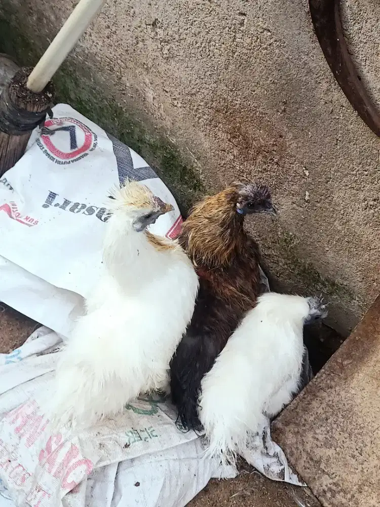 AYAM SILKY 3 EKOR