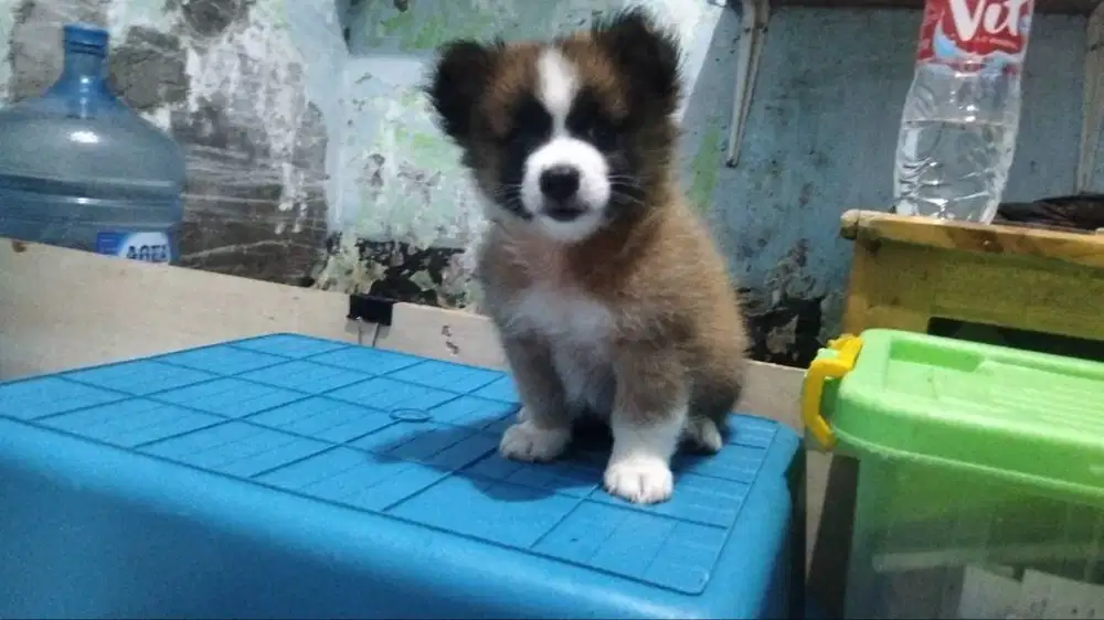 ANAK ANJING DAN ANJING DEWASA SHITZU MIX MINI POM