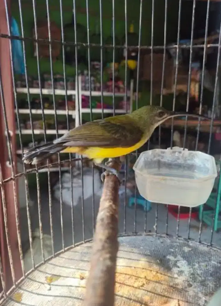Burung pi jantung pisang